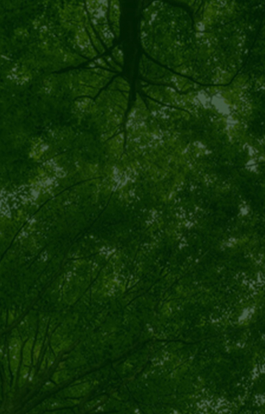 Floresta Fundo