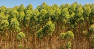 Plantio de eucalipto com árvores altas e céu azul